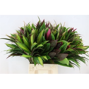 Cordyline Rainbow Mix