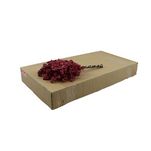 Schinus molle (decor met bes) per bos