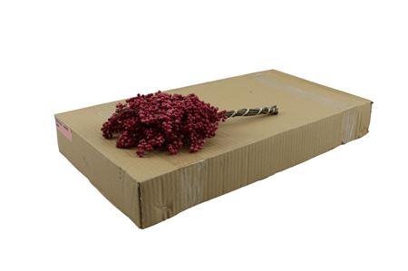 <h4>Schinus molle (decor met bes) per bos</h4>