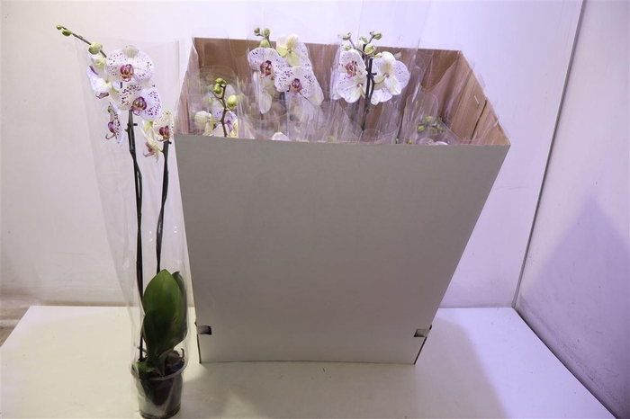 <h4>Phal Calypso</h4>