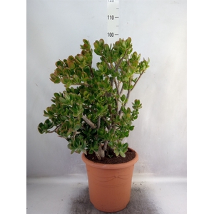 Crassula ovata