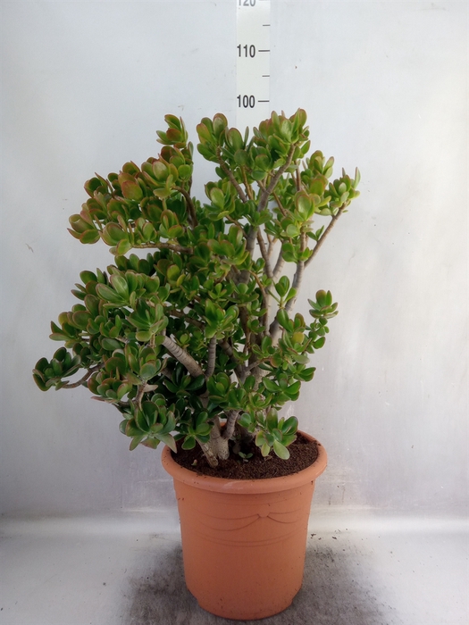 Crassula ovata