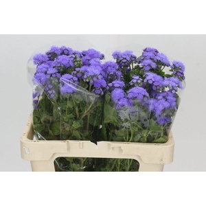 Ageratum Blue Planet