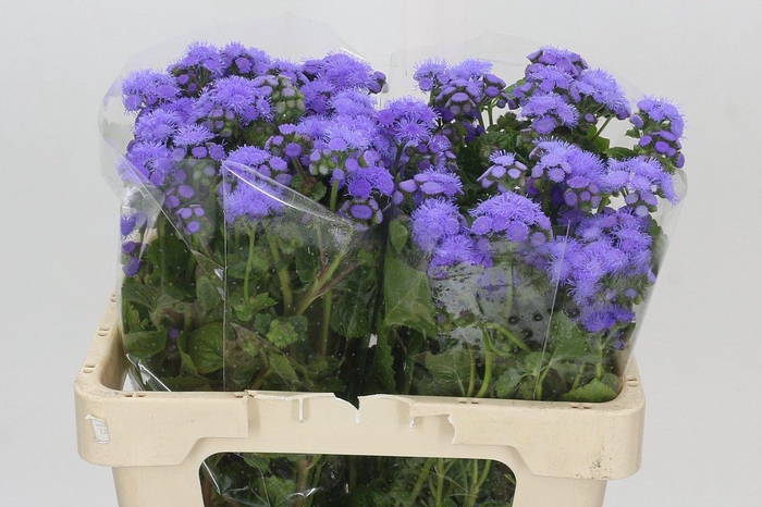 <h4>Ageratum Blue Planet</h4>