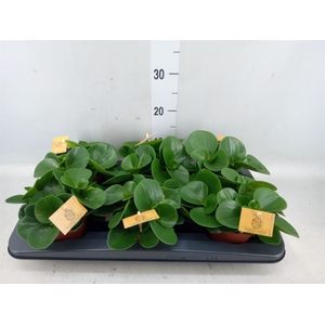 Peperomia obt. 'Green Gold'