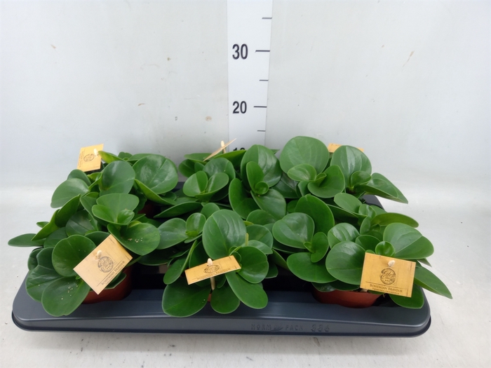 <h4>Peperomia obt. 'Green Gold'</h4>