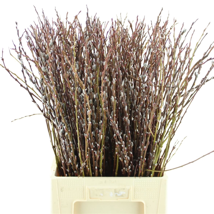 <h4>Salix Wilgenkatjes</h4>