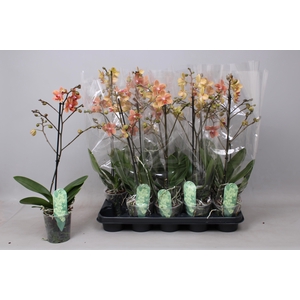 PHAL MF F SUNSE LOVE