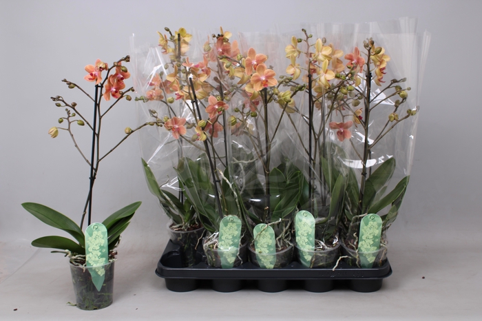 <h4>PHAL MF F SUNSE LOVE</h4>