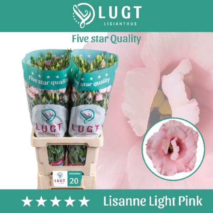 <h4>Eustoma russ. DU 'Lisanne Lg Pink'</h4>