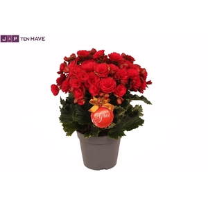 Winterbegonia 'Grace'' rood 14 cm