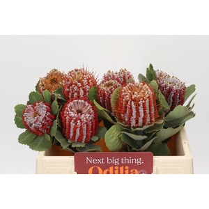Banksia Coccinea