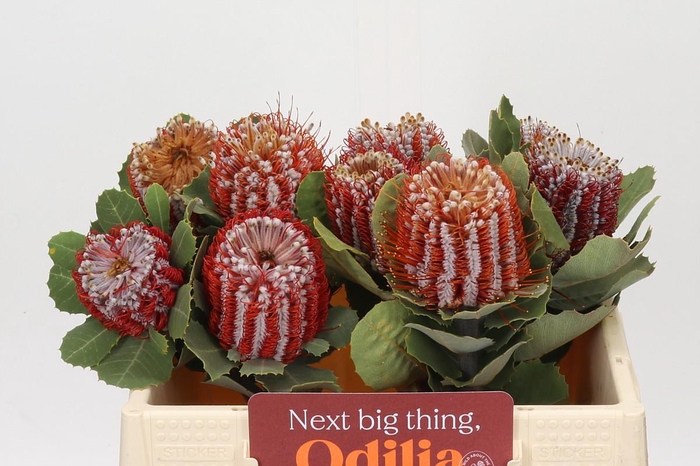 <h4>Banksia Coccinea</h4>