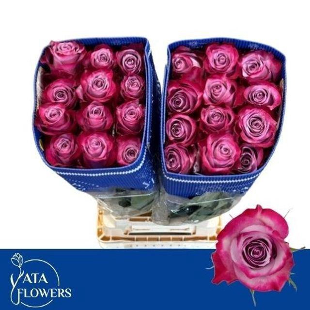 <h4>R Gr Deep Purple</h4>