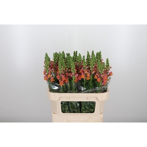 Antirrhinum Po D. Orange