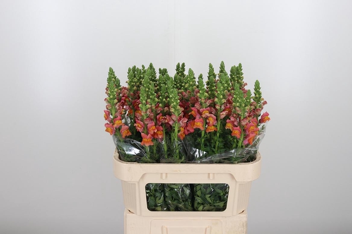 <h4>Antirrhinum Po D. Orange</h4>