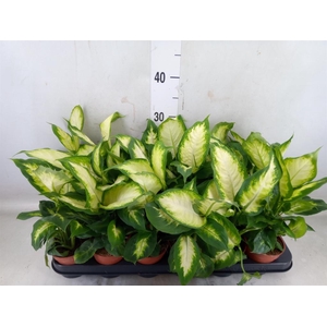 Dieffenbachia  'Camilla'
