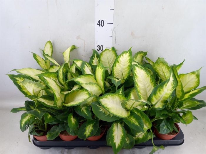 <h4>Dieffenbachia  'Camilla'</h4>
