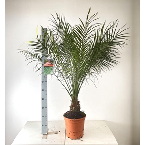 Phoenix roebelenii