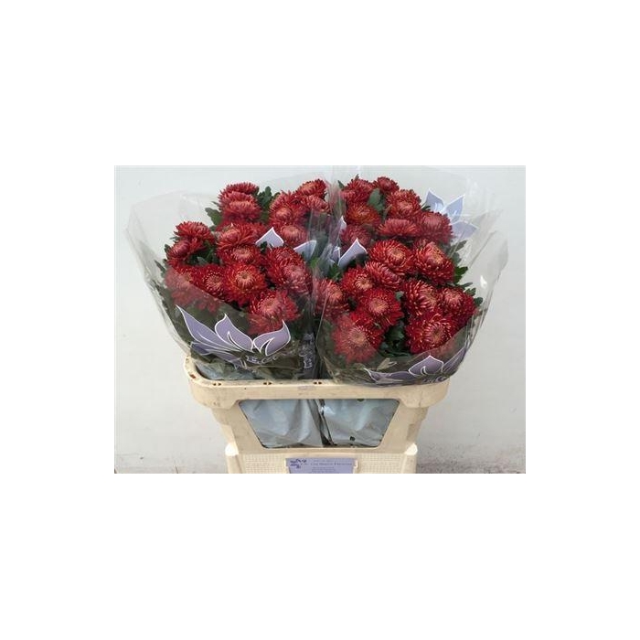 <h4>Chr G Bigoudi Red</h4>