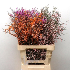 Ginster Orange P Bunch 400gram