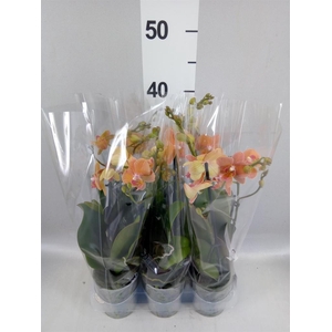 Phalaenopsis multi.   ...orange