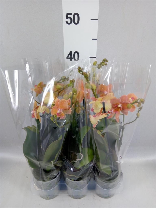 <h4>Phalaenopsis multi.   ...orange</h4>