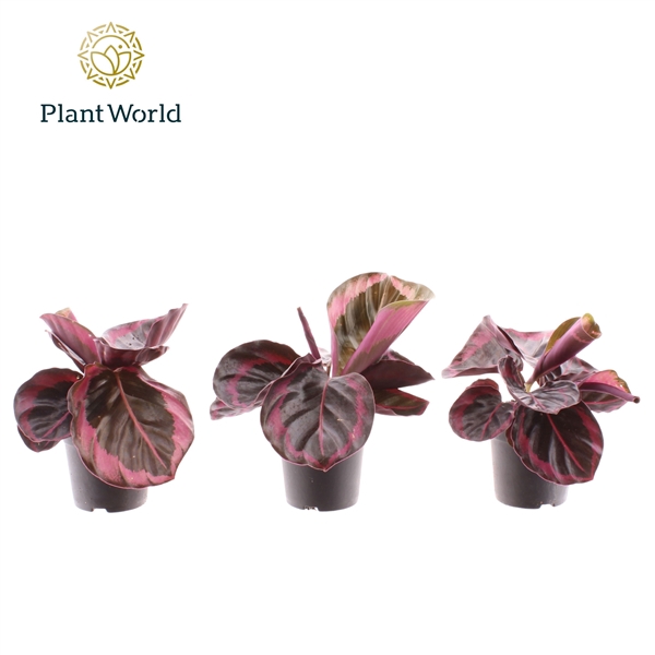 <h4>Calathea Princess Jesse 7 cm</h4>