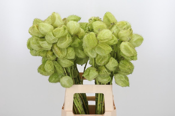 <h4>Asclepia Moby Dick</h4>