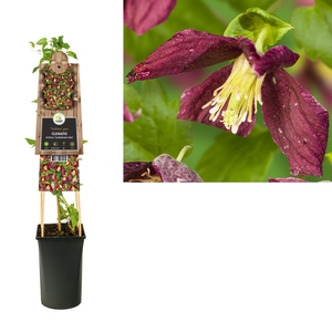 Clematis cirrhosa 'Landsdowne Gem' +3.0 label