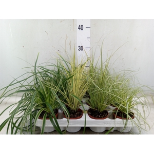 Carex   ...mix