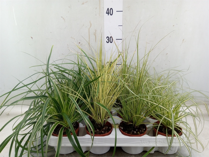 <h4>Carex   ...mix</h4>