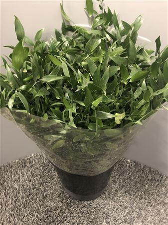 <h4>Danae Racemosa 50cm</h4>