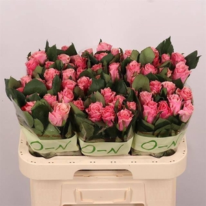 R GR LIGH P TACAZZI+