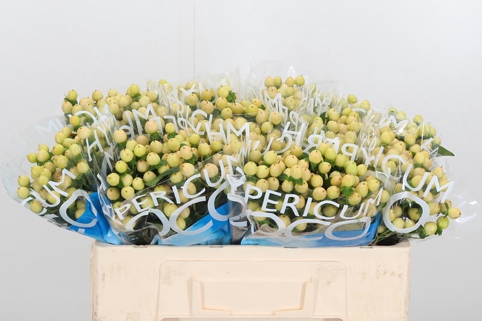 <h4>Hyp Coco Gelato</h4>