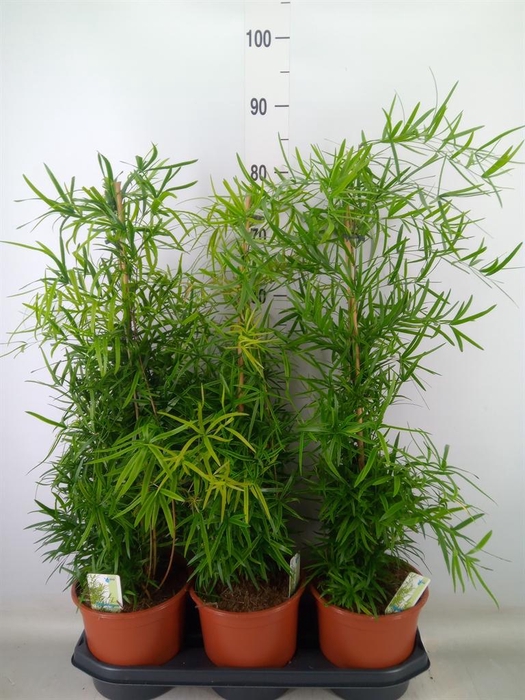 <h4>Asparagus falcatus</h4>