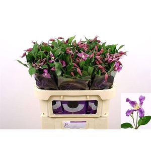 Clematis Amazing Rome