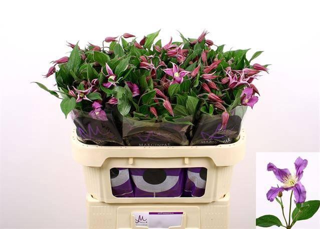 <h4>Clematis Amazing Rome</h4>