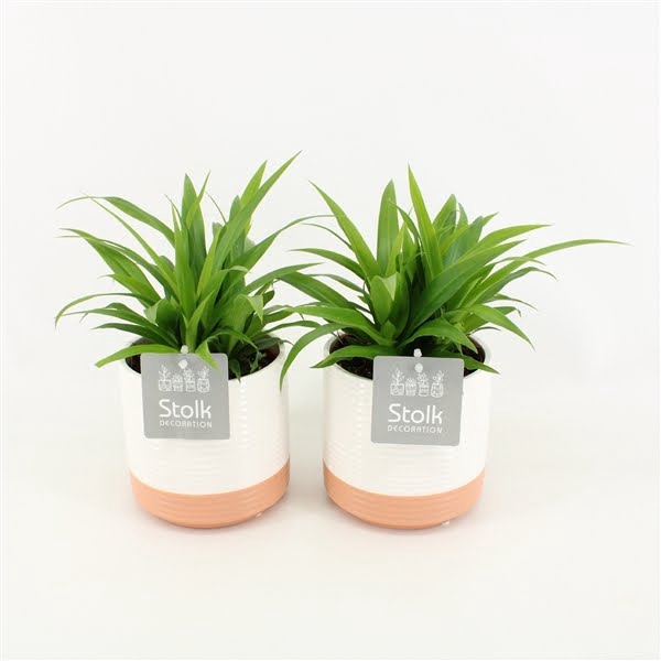 <h4>Chlorophytum comosum Lemon in Milou keramiek</h4>