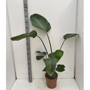 STRELITZIA NICOLAI