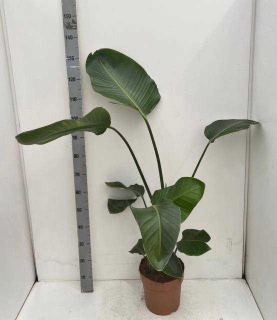 <h4>STRELITZIA NICOLAI</h4>