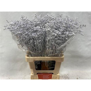 Lim Ov Klb H% Silver