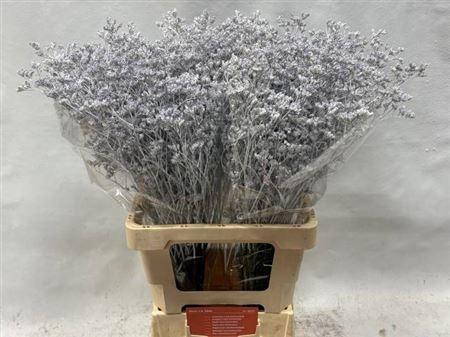 <h4>Lim Ov Klb H% Silver</h4>