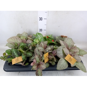 Episcia   ...