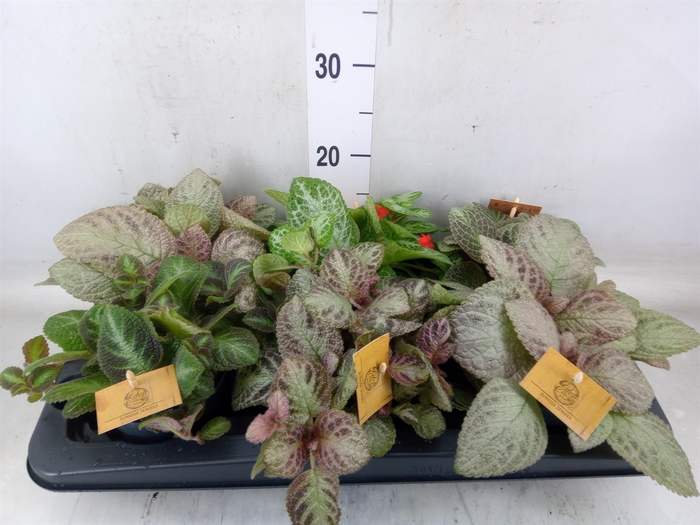 <h4>Episcia   ...</h4>