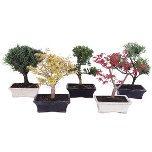 Outdoor Bonsai Mix pot ø20cm