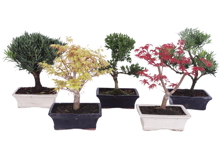 <h4>Outdoor Bonsai Mix pot ø20cm</h4>