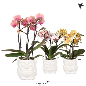 Kolibri Orchids Phalaenopsis mix 3 spike in Owl pot white