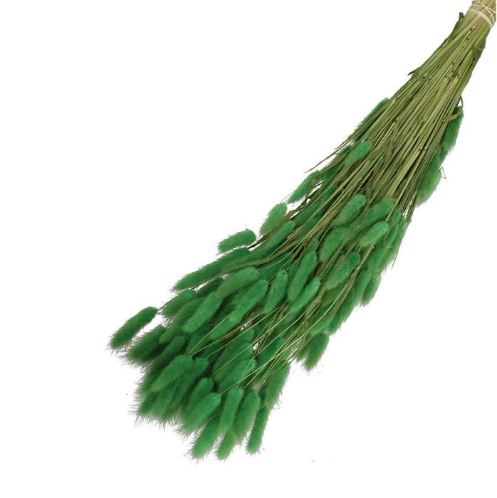 <h4>Droogbloem Lagurus 65cm 100g</h4>