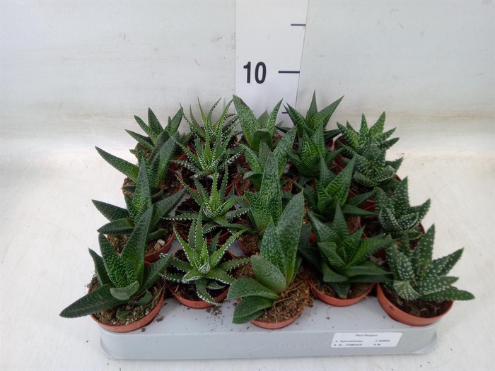 <h4>Aloe   ...mix</h4>